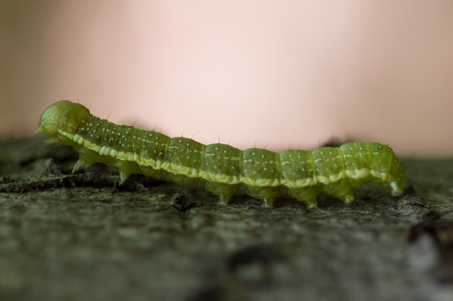 Caterpillar (unknown) | Flickr - Photo Sharing!