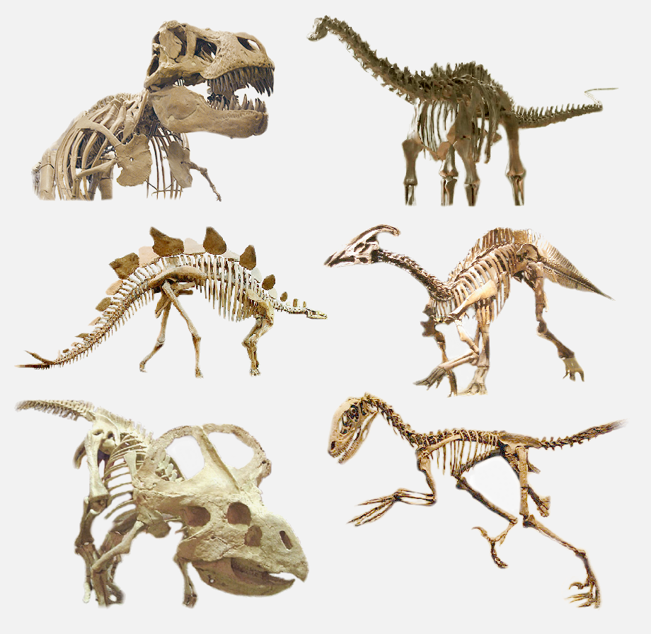File:Various dinosaurs-2.png - Wikimedia Commons