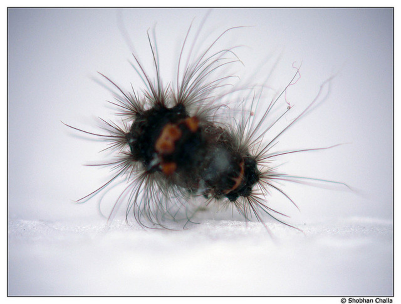 Caterpillar (Unknown) | Flickr - Photo Sharing!