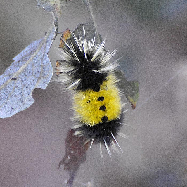 Caterpillar (unknown to me) | Flickr - Photo Sharing!