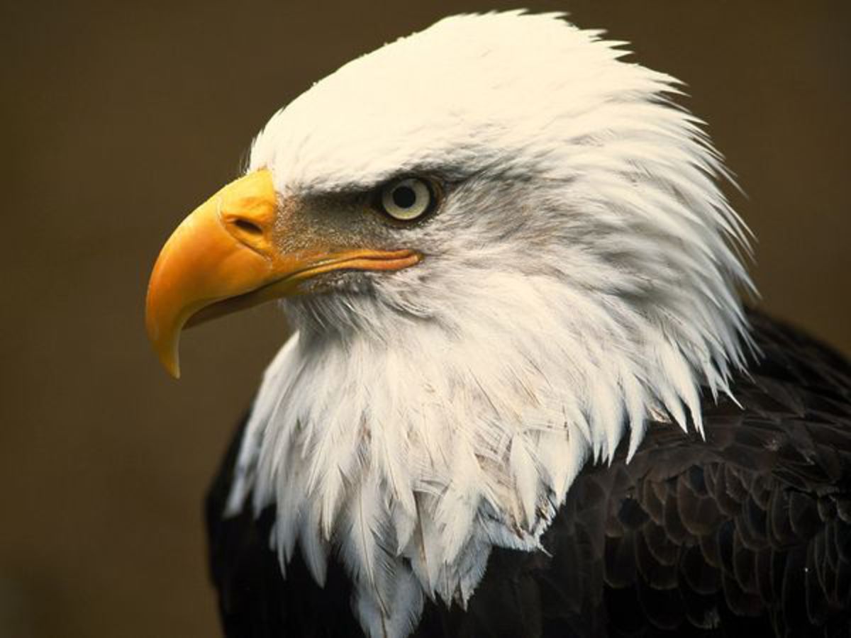 Bald Eagles, Bald Eagle Pictures, Bald Eagle Facts - National ...