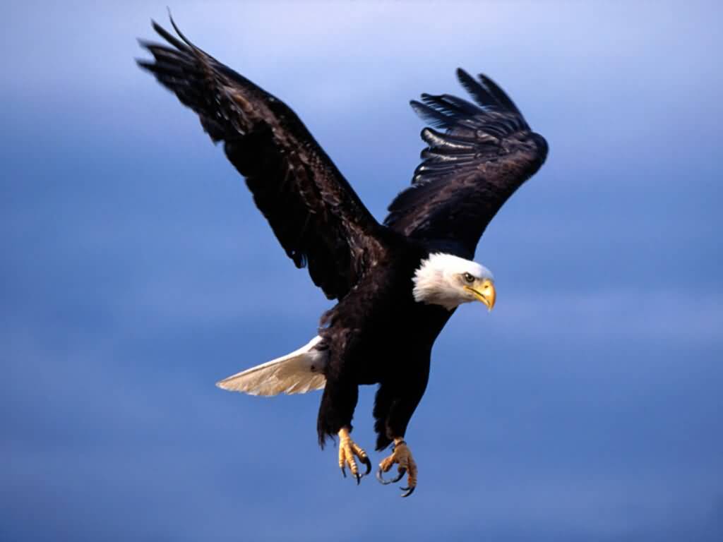 American Eagle Pictures : Bald Eagle - Fearsome Flight