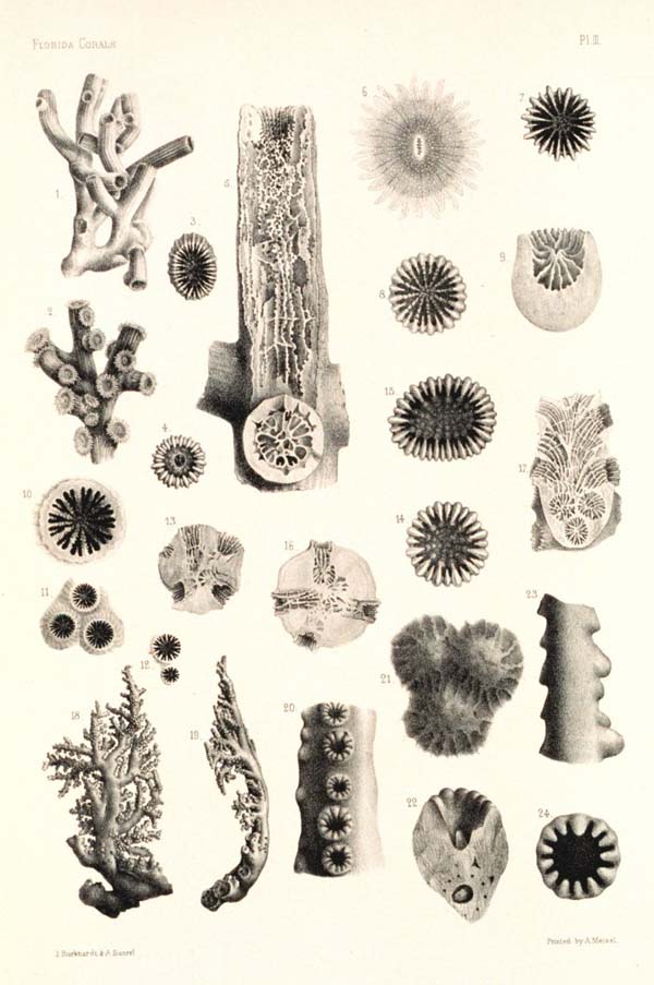 NOAA Ocean Explorer: Various Coral Species Drawing