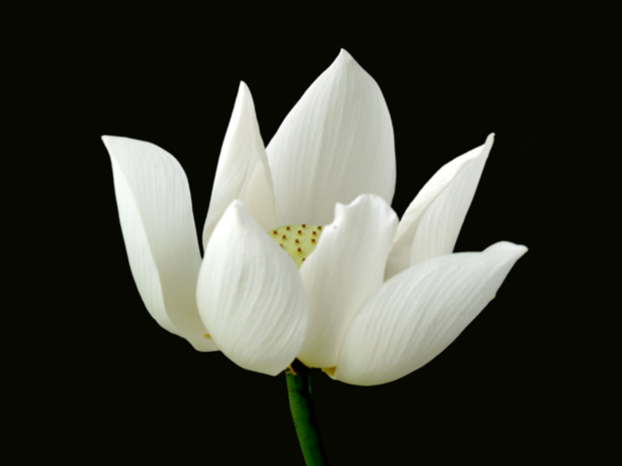 Buddhist eLibrary :: - White Lotus 10