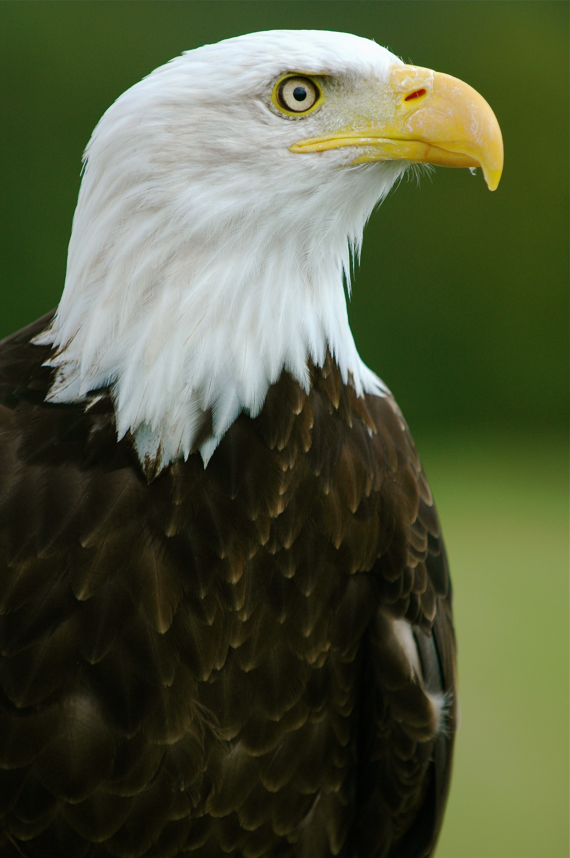 File:Bald Eagle - "Helga" - Haliaeetus leucocephalus2.jpg ...