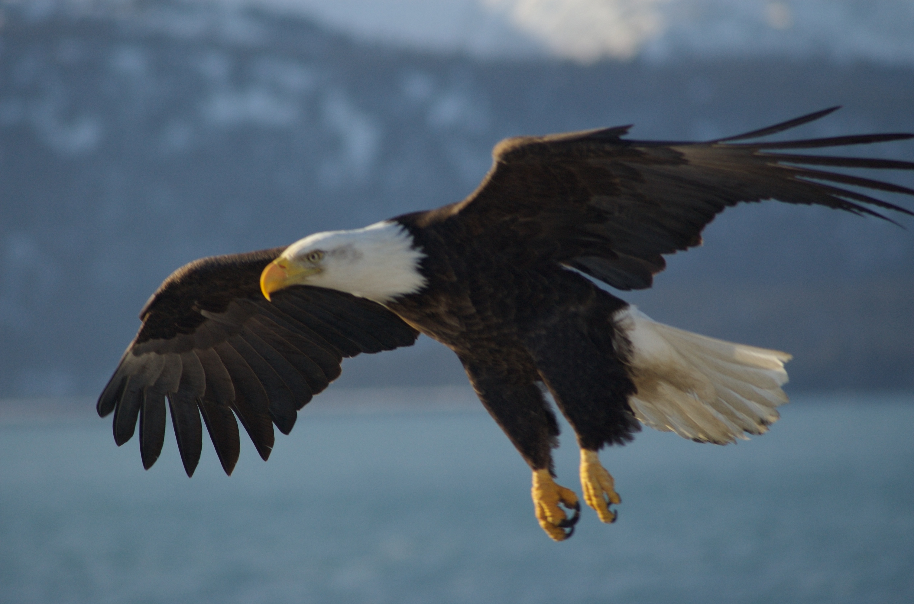 The Eagle: A mascot, or a lifestyle? | The Vedette