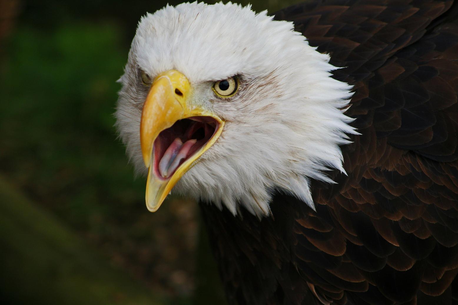 Bald Eagle | The Life of Animals