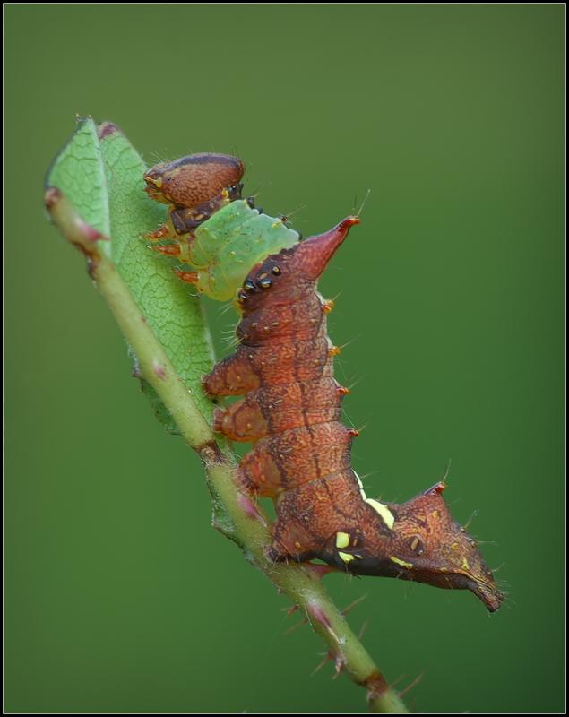 Unicorn Caterpillar (Schizura unicornis) photo - Ronnie Gaubert ...