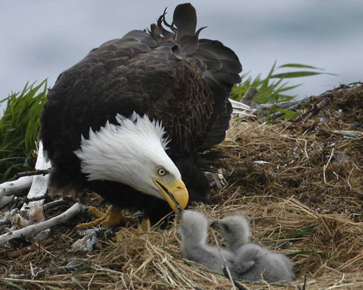 Bald Eagle | National Audubon Society Birds
