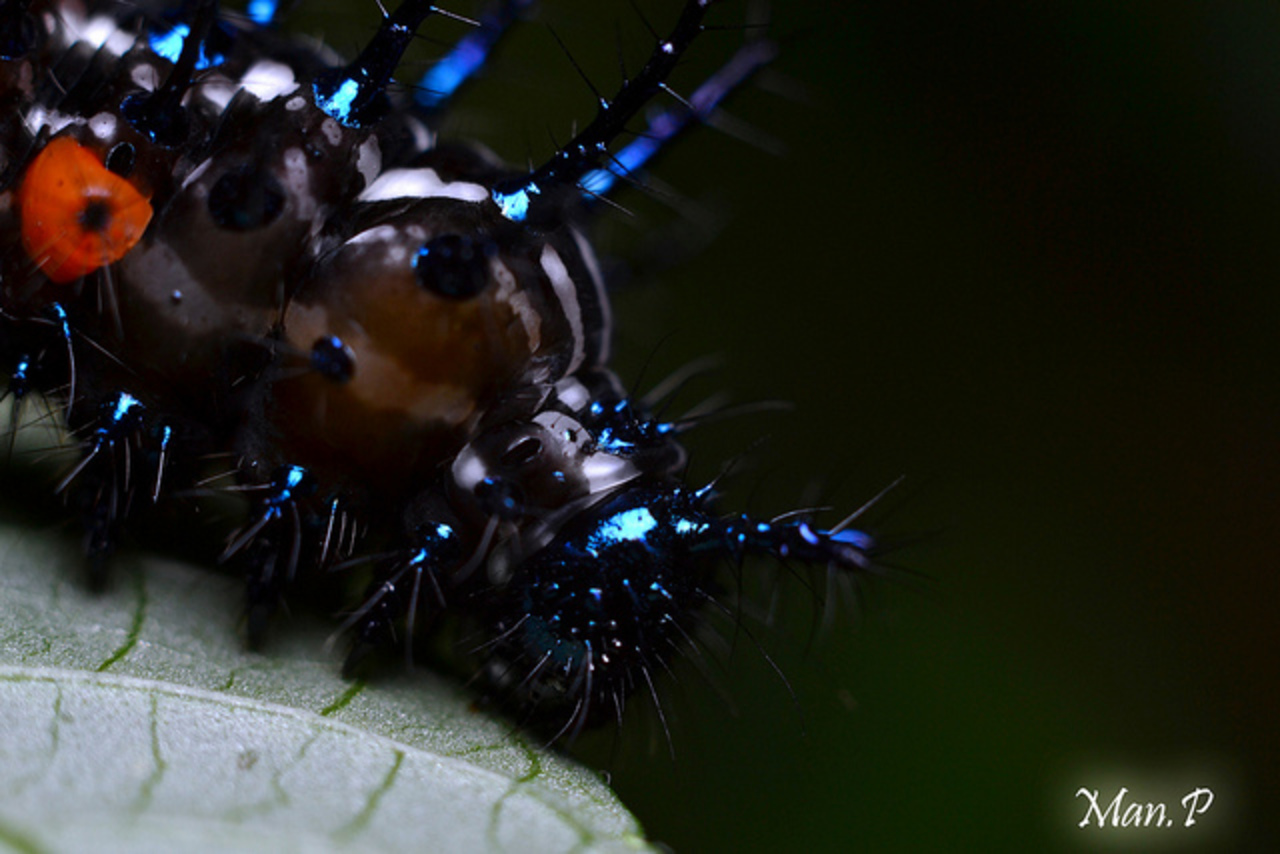 caterpillar.unknown | Flickr - Photo Sharing!