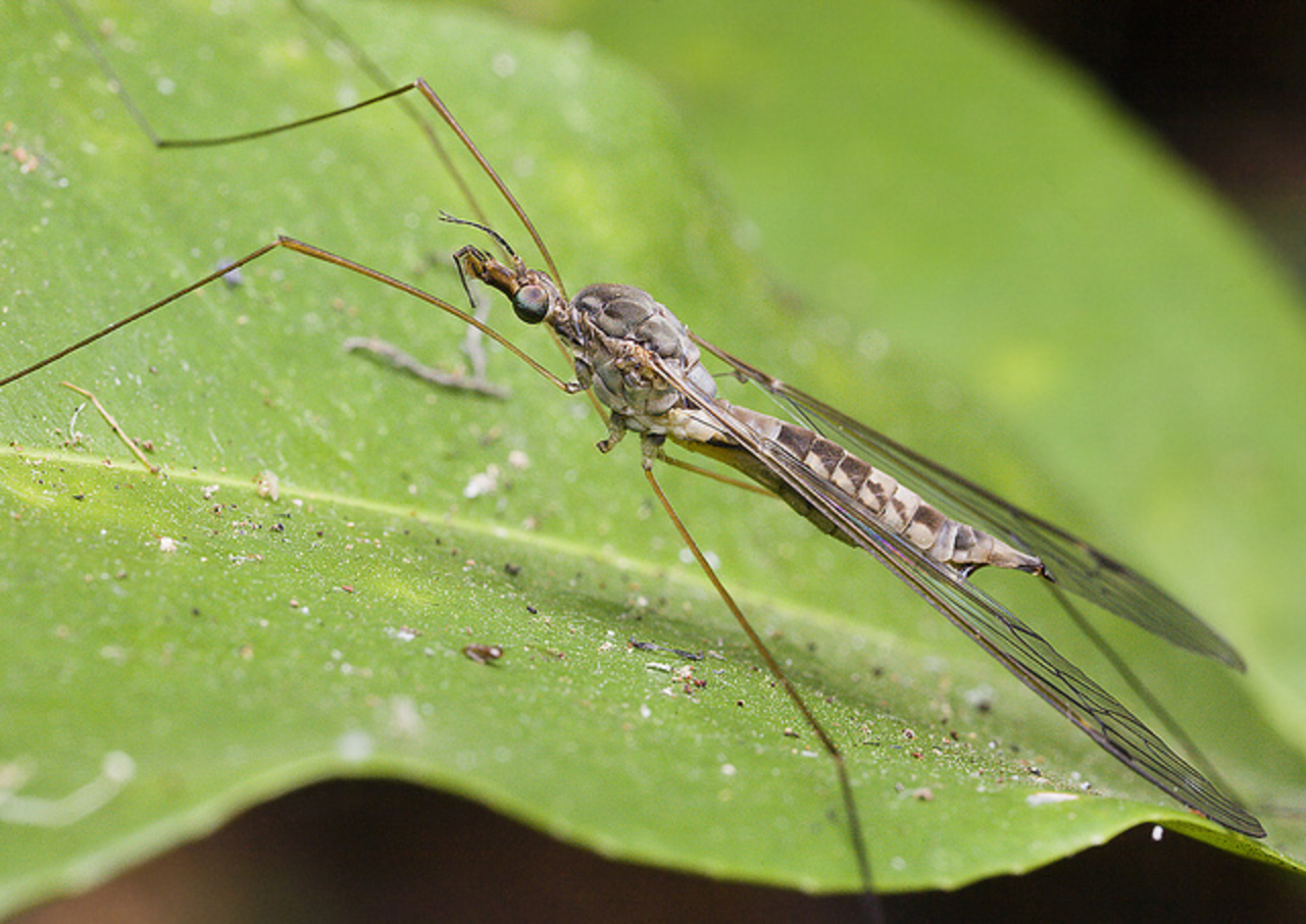 Unknown Crane Fly Holmes Jungle | Flickr - Photo Sharing!
