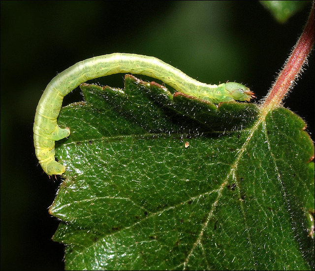 Caterpillar - unknown | Flickr - Photo Sharing!