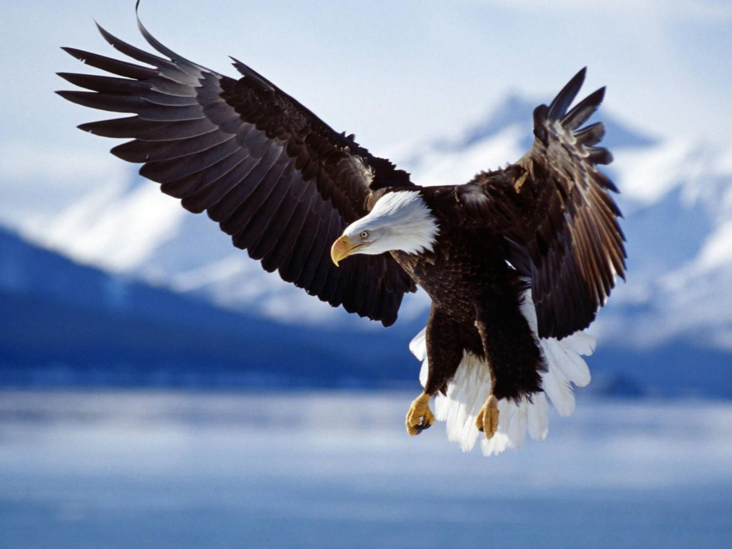 Eagle | Animal State