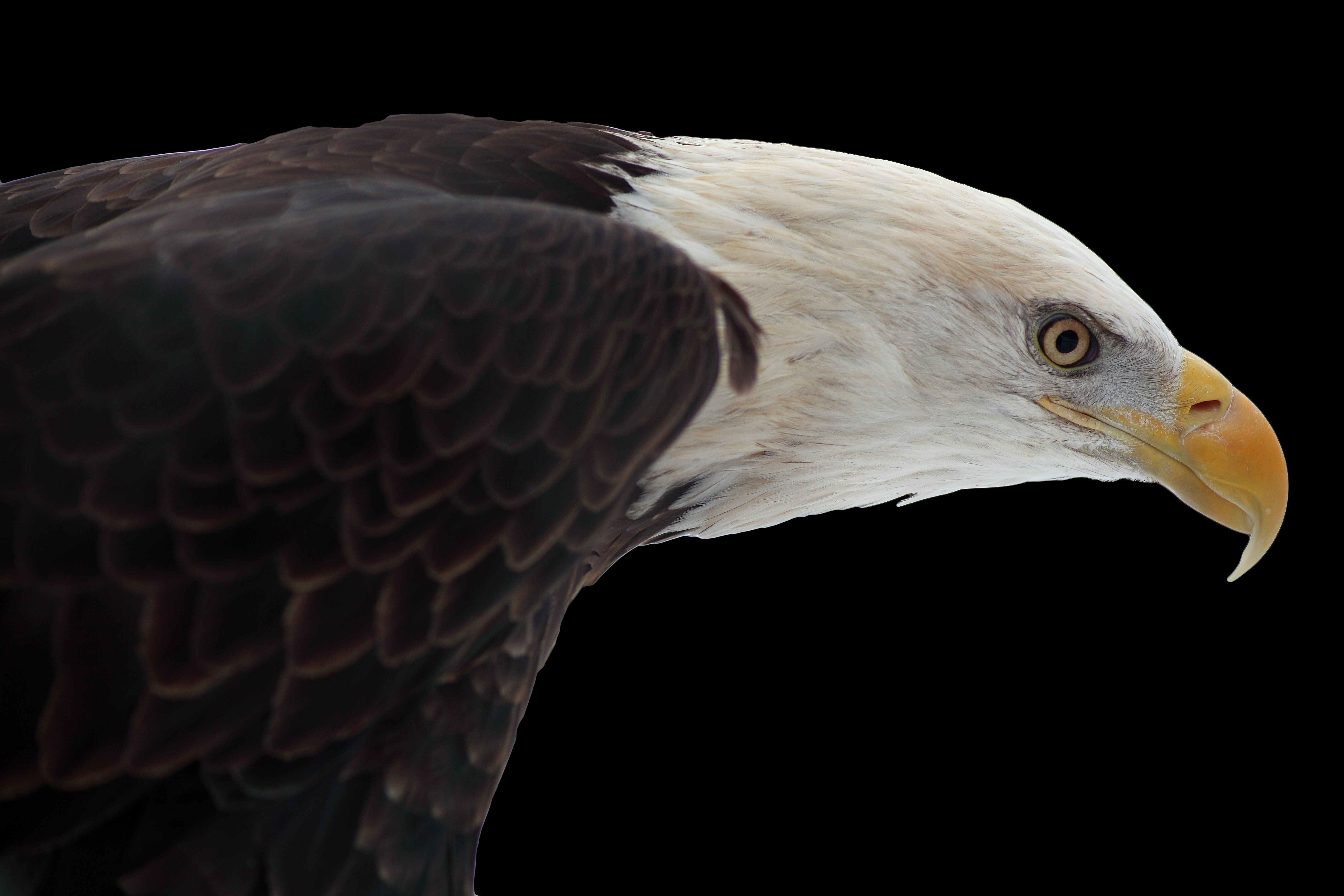 File:Bald-eagle-on-black - West Virginia - ForestWander.jpg ...