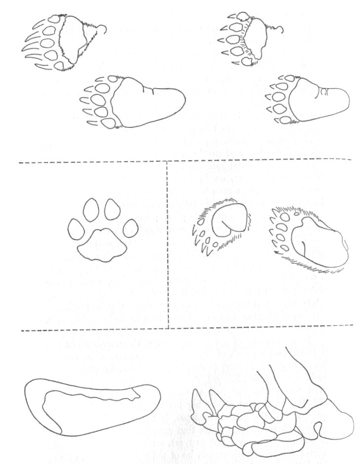 Abominable Snowmen: Appendices: Appendix B. The Importance of Feet