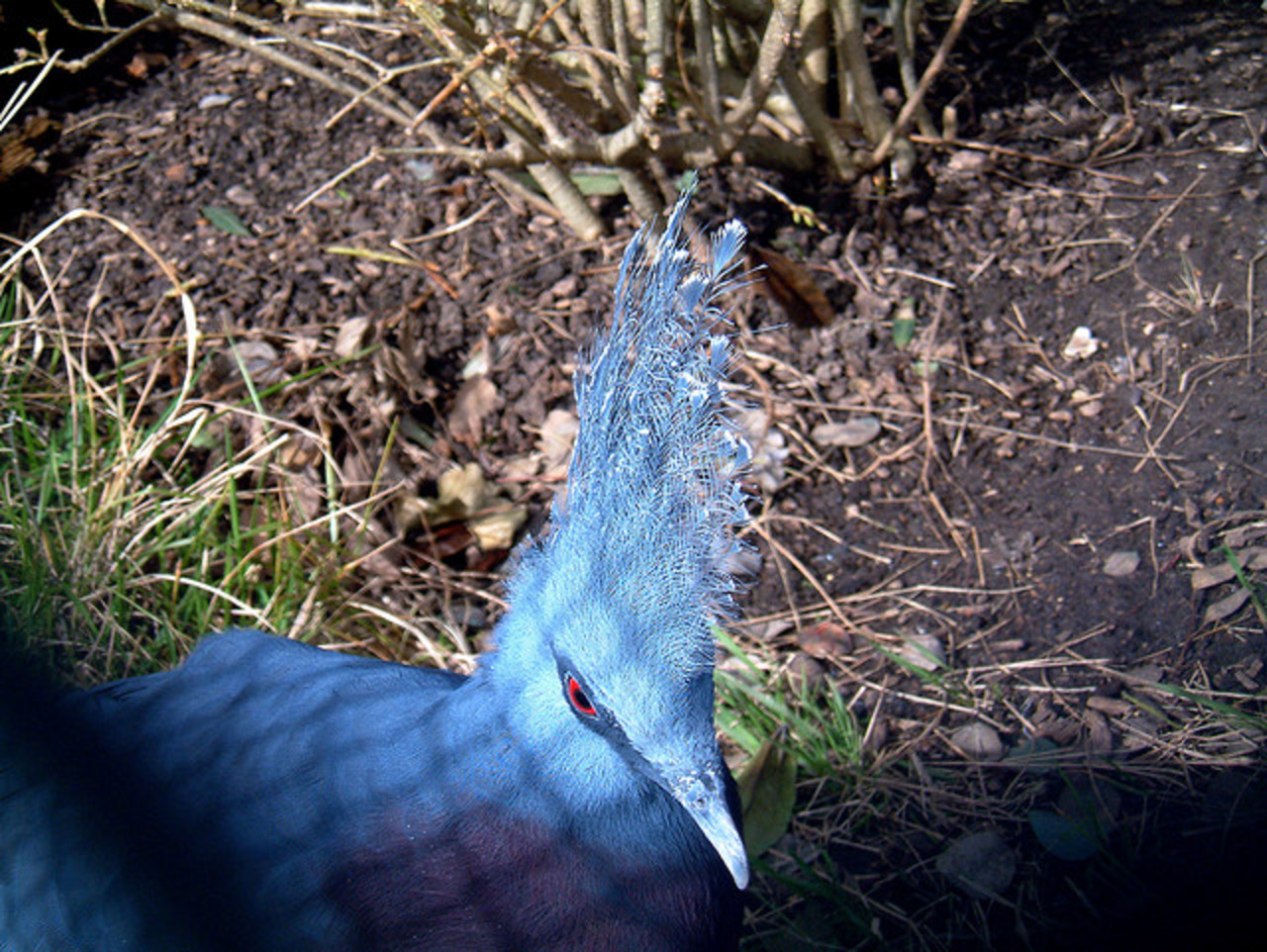 blue bird unknown | Flickr - Photo Sharing!