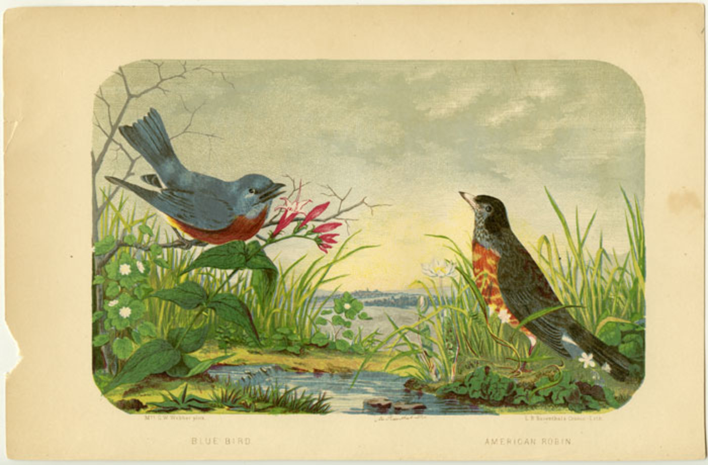 Blue Bird. American Robin | AMERICAN BIRDS | oldimprints.