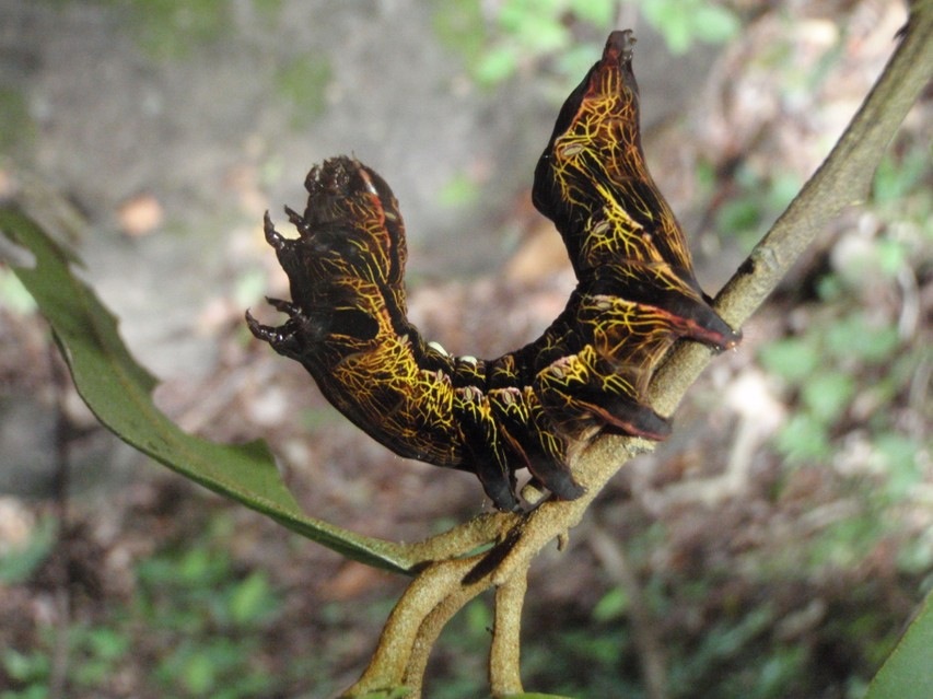 Caterpillar (Unknown species) in Santa Rosa National Park, Costa Rica