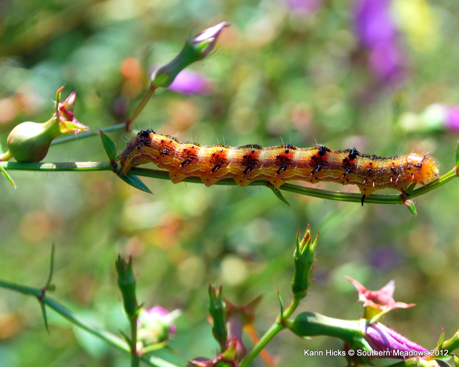 caterpillar (unknown) | Flickr - Photo Sharing!