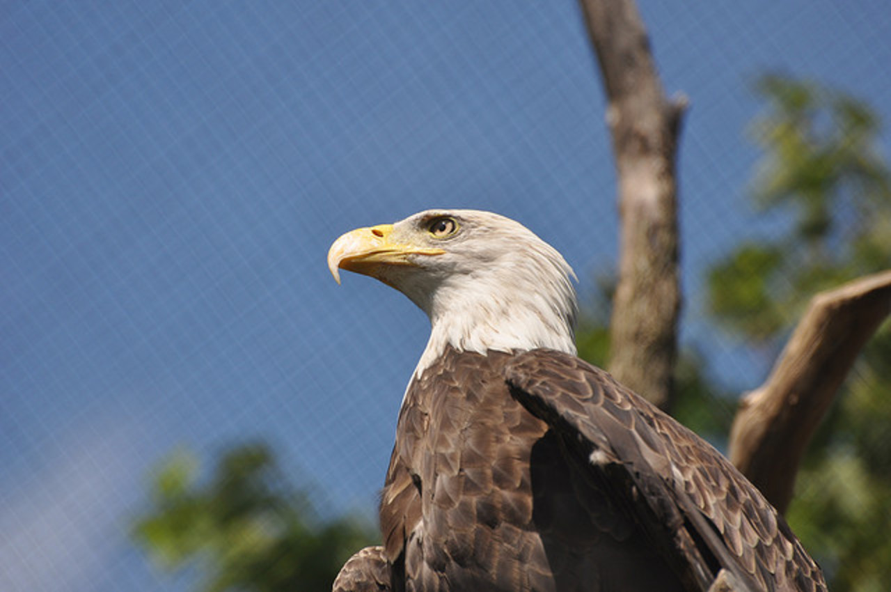 Bald Eagle @ Indy Zoo | Flickr - Photo Sharing!