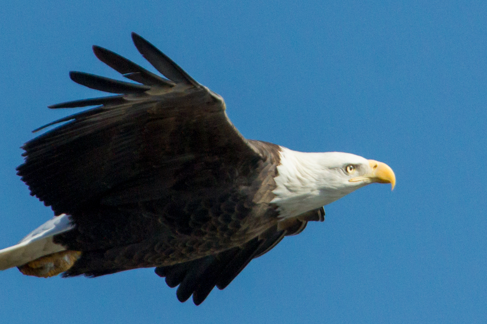 Soaring Eagle | Flickr - Photo Sharing!