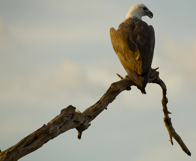 Sea Eagle, Kakadu National park | Flickr - Photo Sharing!