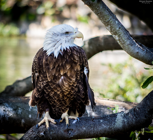 Flickr: The Spectacular Eagles Pool