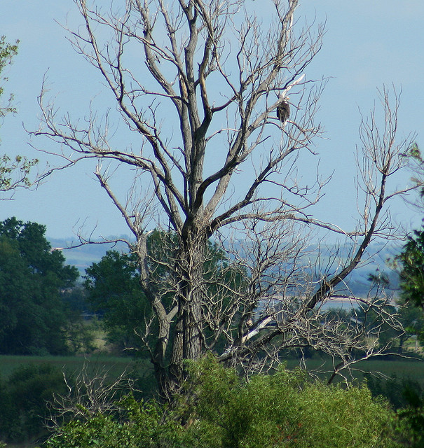 Sooner Lake - adult eagle -h | Flickr - Photo Sharing!