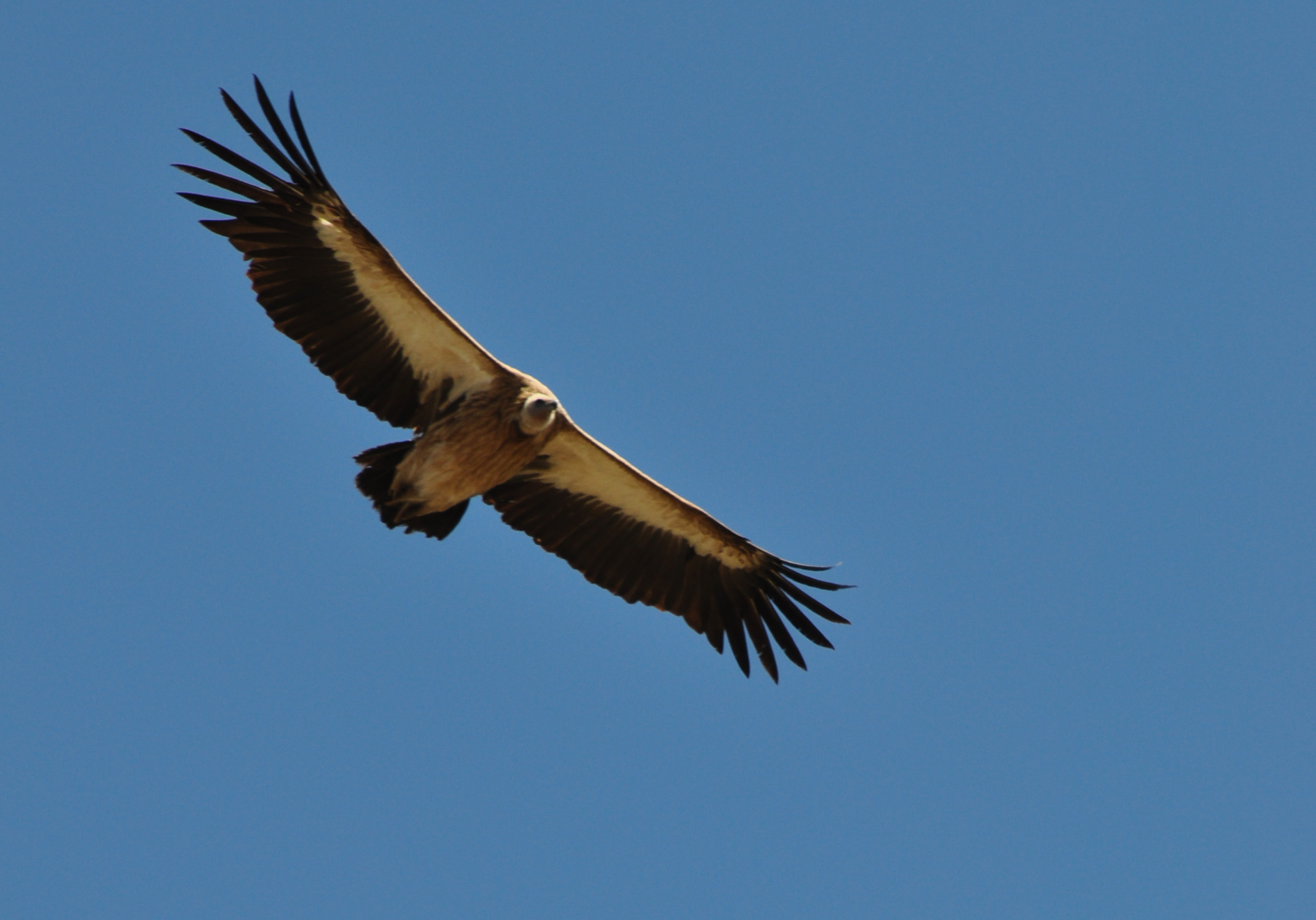 Himalayan Eagle | Flickr - Photo Sharing!