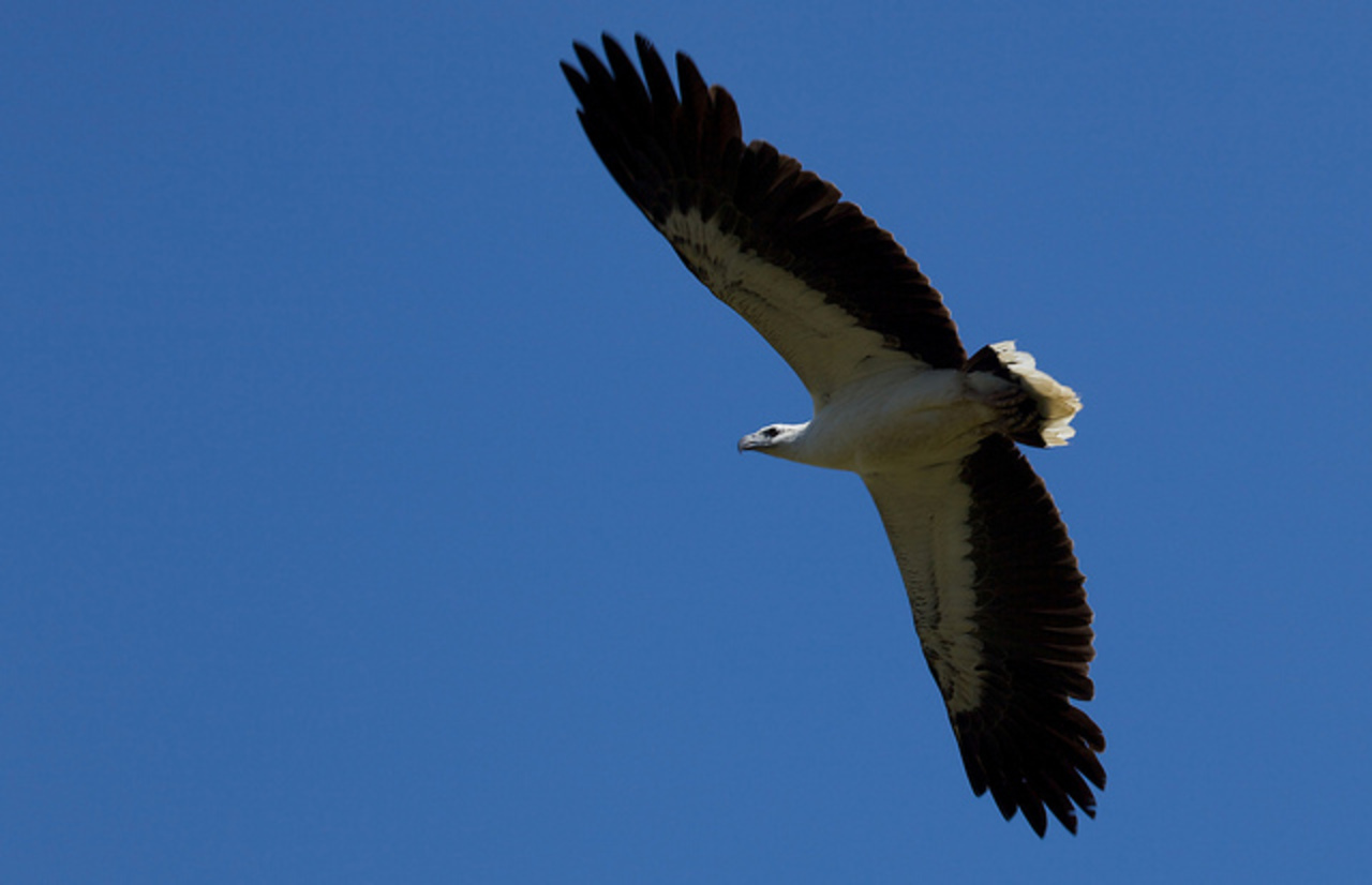 Sea Eagle, Kakadu National Park | Flickr - Photo Sharing!