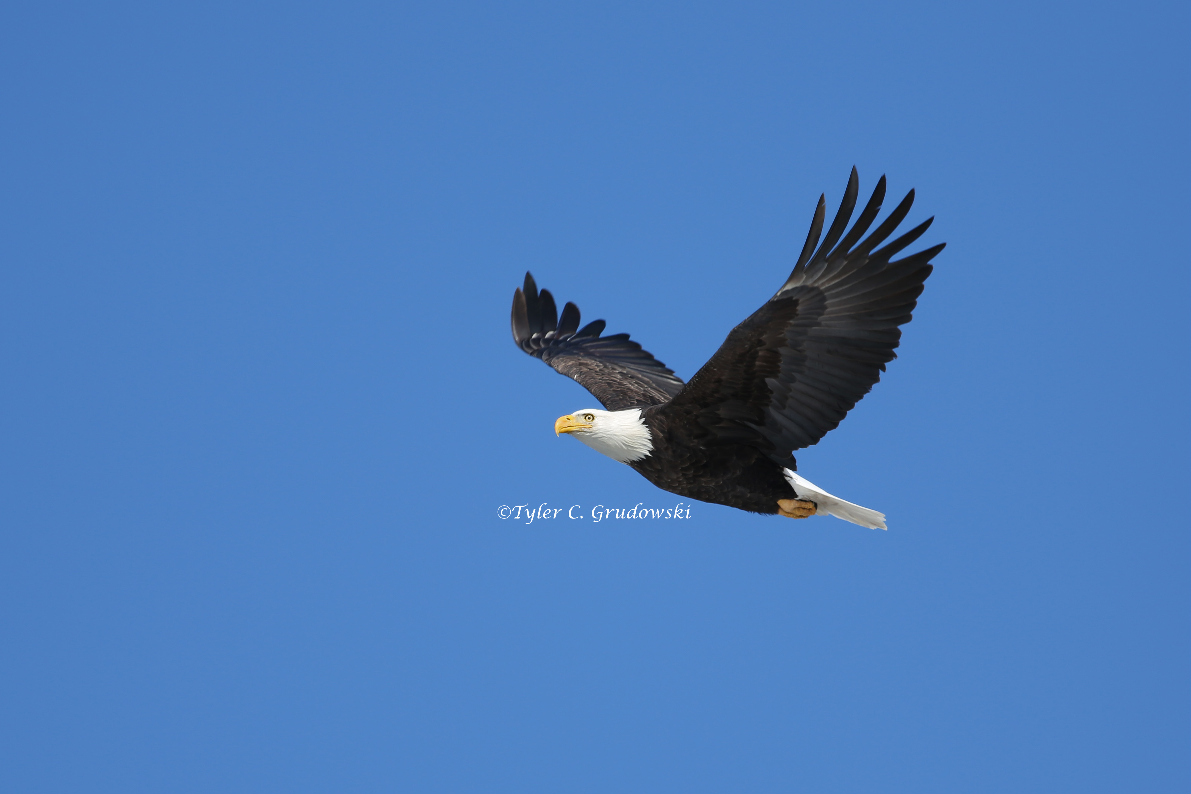 Bald Eagle Flying | Flickr - Photo Sharing!