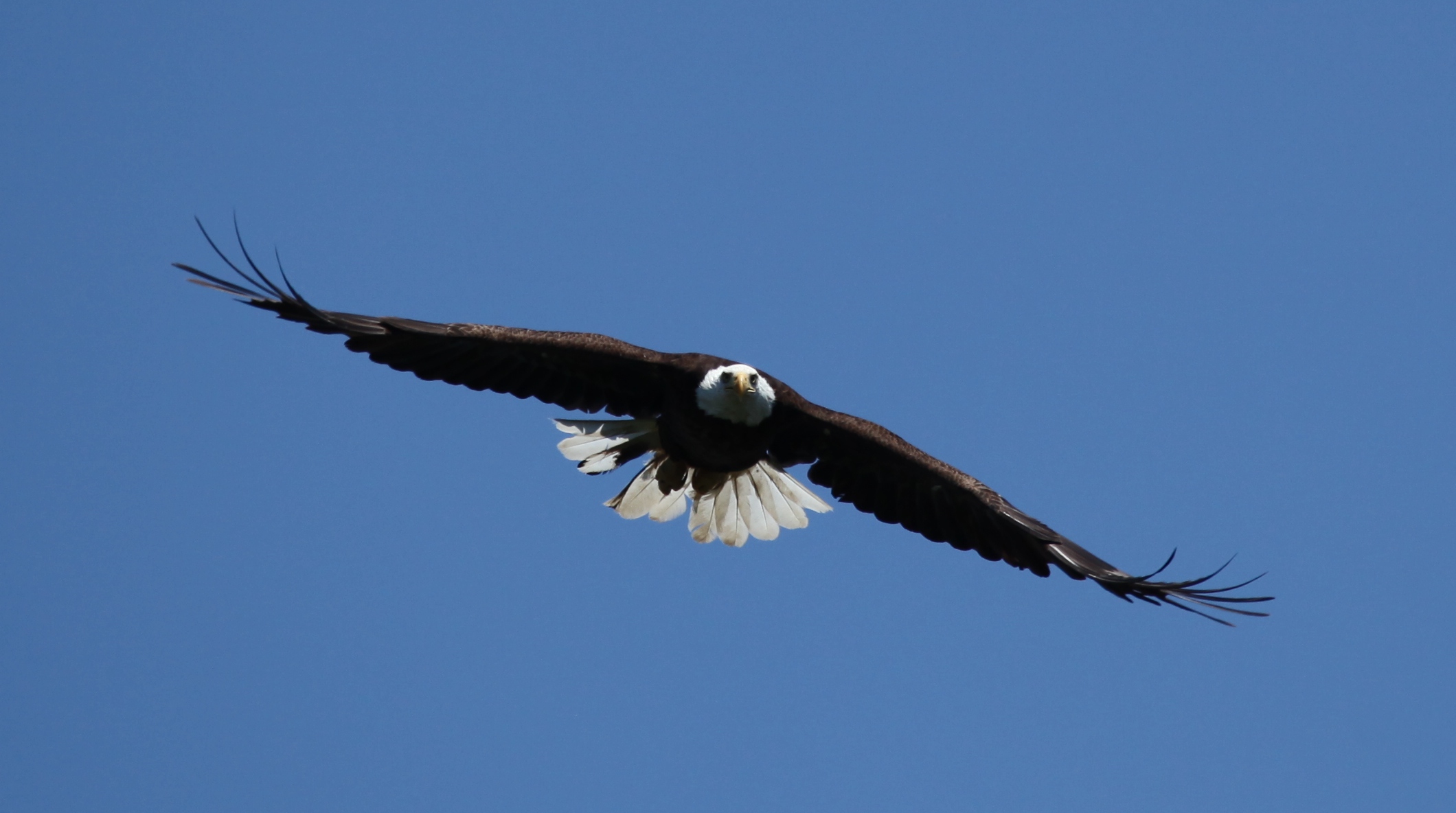 Bald Eagle soaring over Lake Nipissing | Flickr - Photo Sharing!