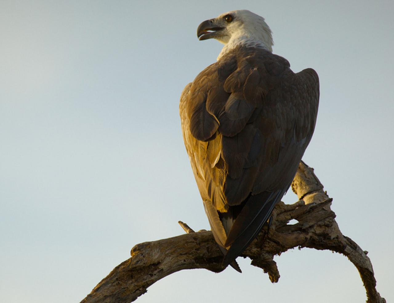 Sea Eagle, Kakadu National park | Flickr - Photo Sharing!