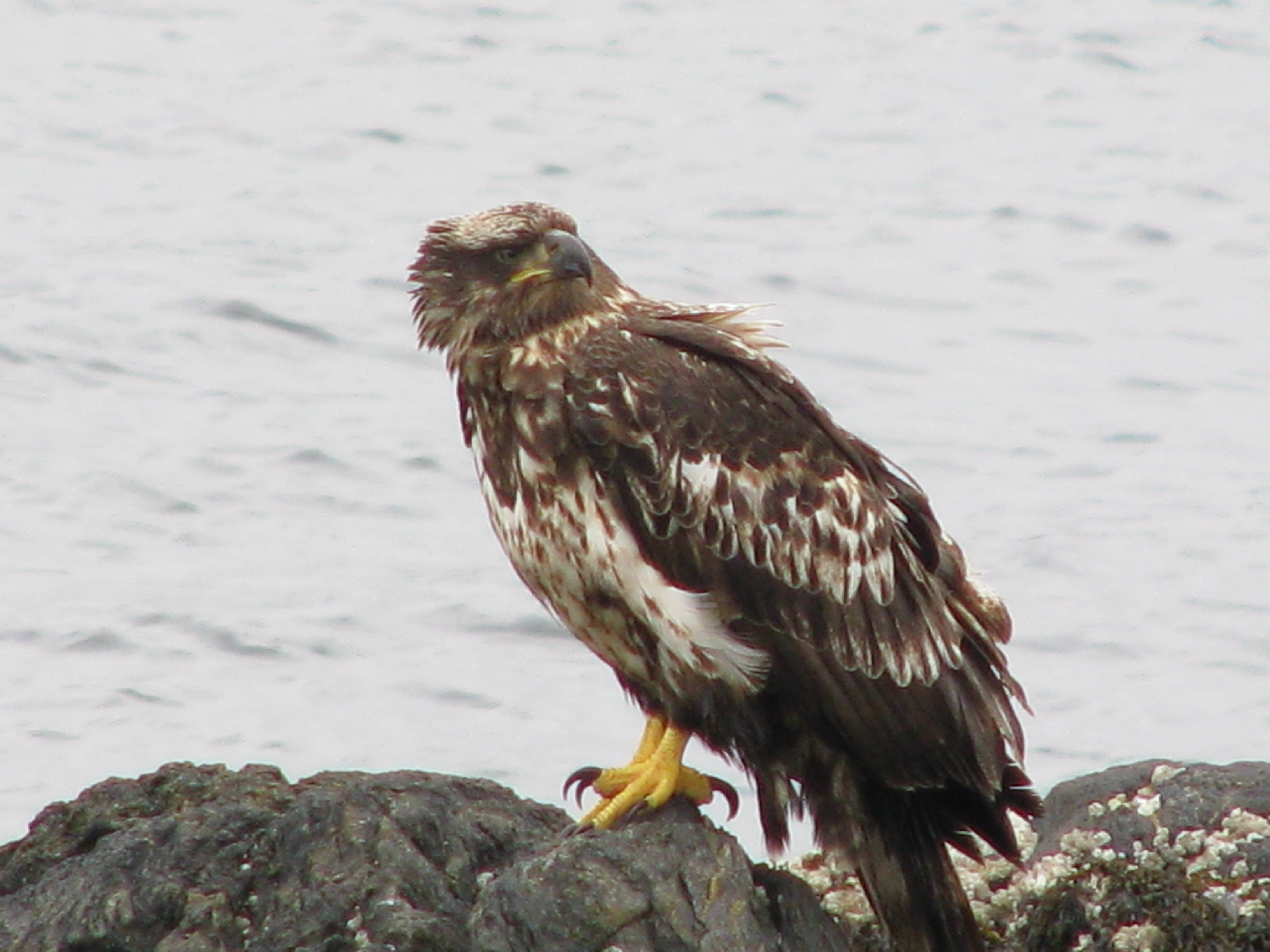 A teen bald-headed eagle. | Flickr - Photo Sharing!