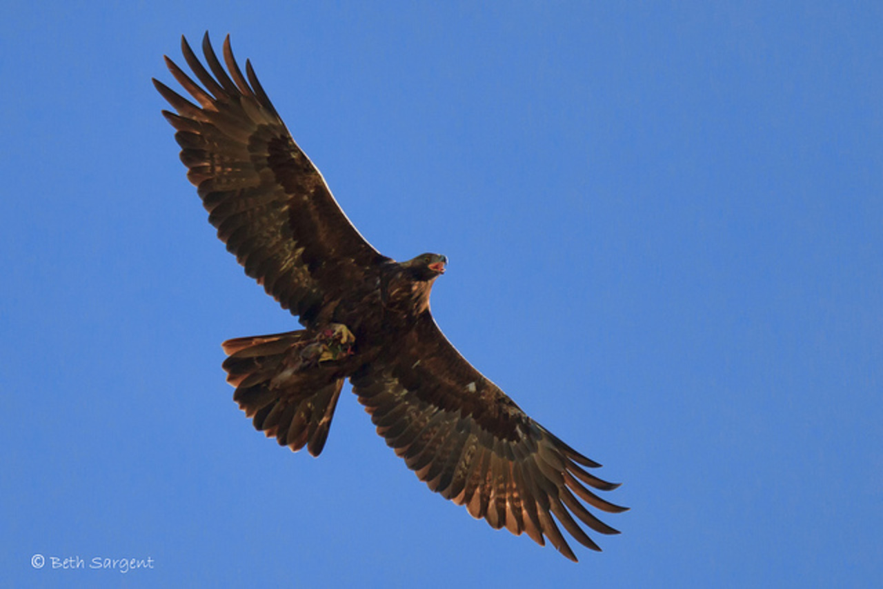 Golden Eagle with Dinner | Flickr - Photo Sharing!