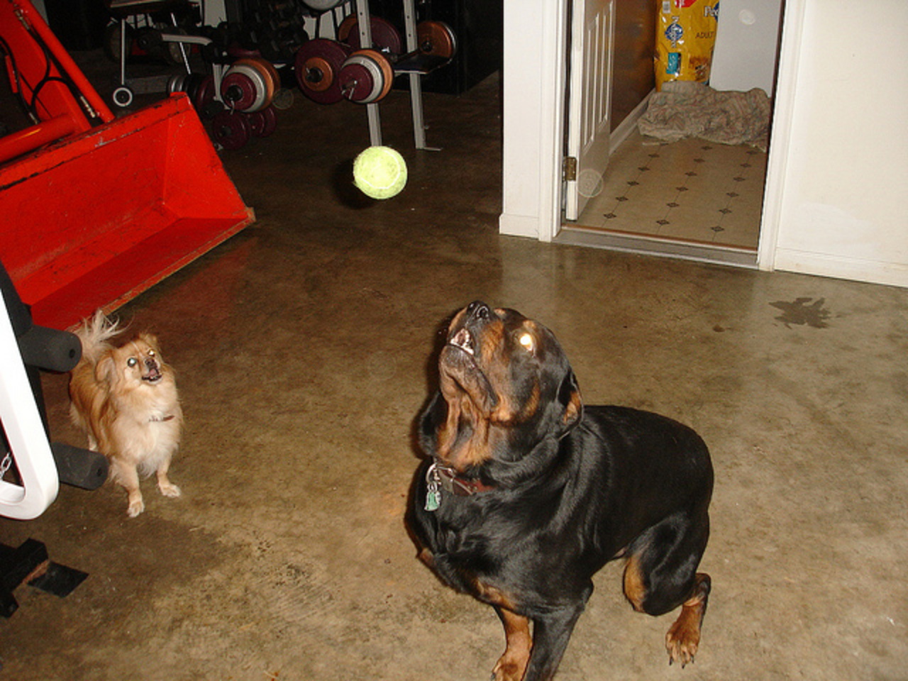Kubota B3030 2005 and Rottweiler (3) | Flickr - Photo Sharing!