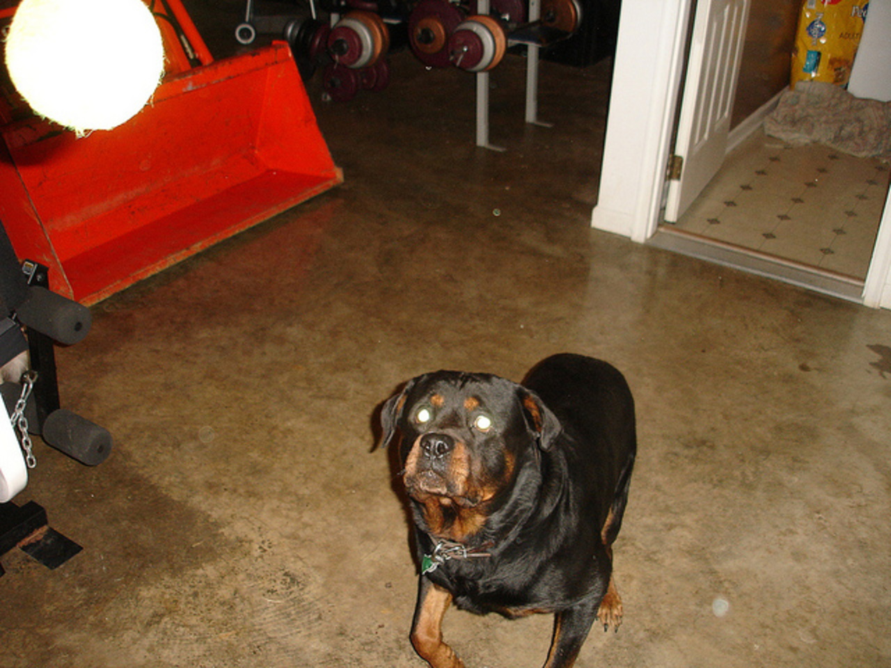 Kubota B3030 2005 and Rottweiler (2) | Flickr - Photo Sharing!