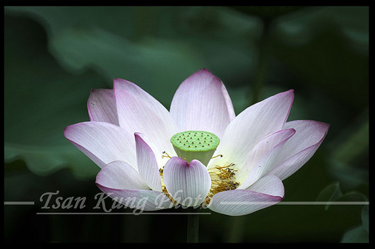 Lotus-(10) | Flickr - Photo Sharing!