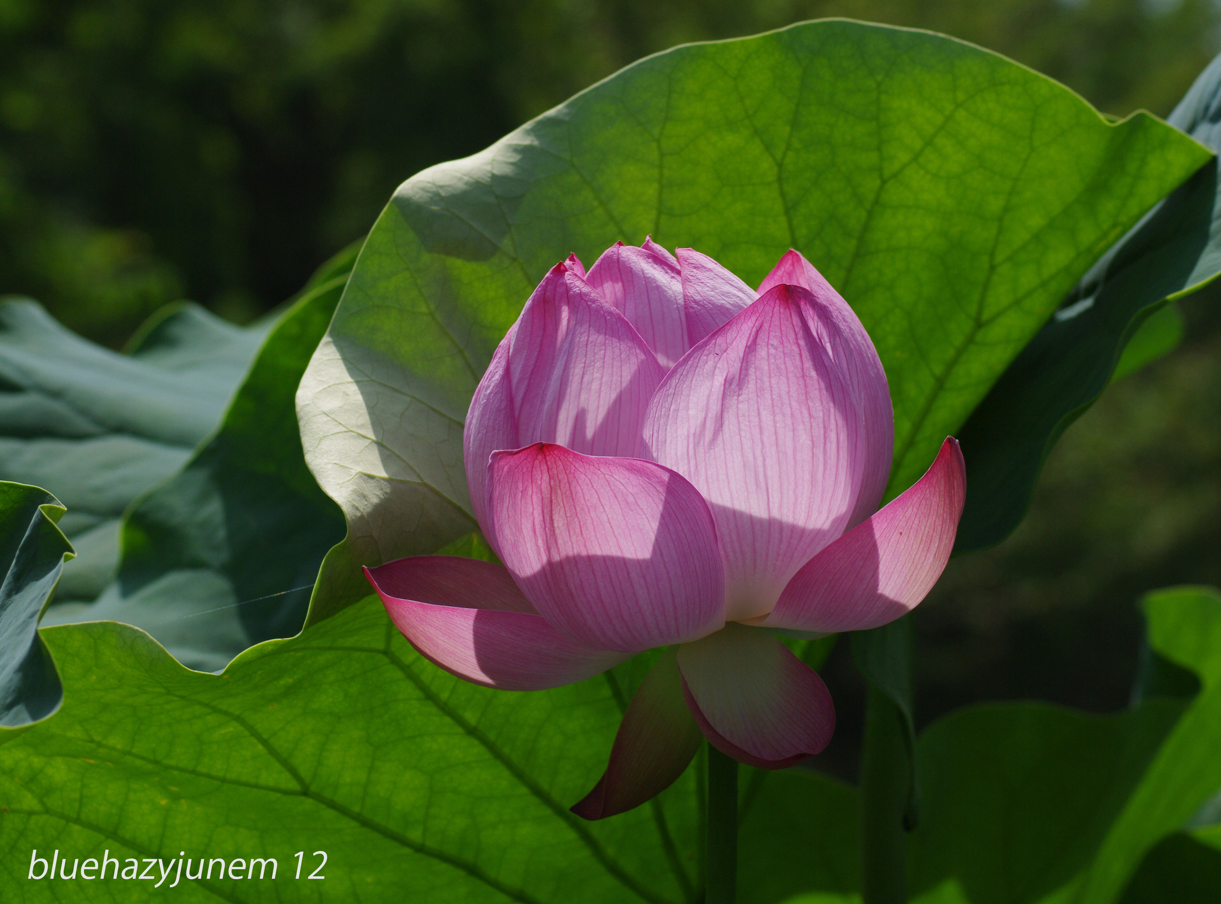 Lotus #10 | Flickr - Photo Sharing!