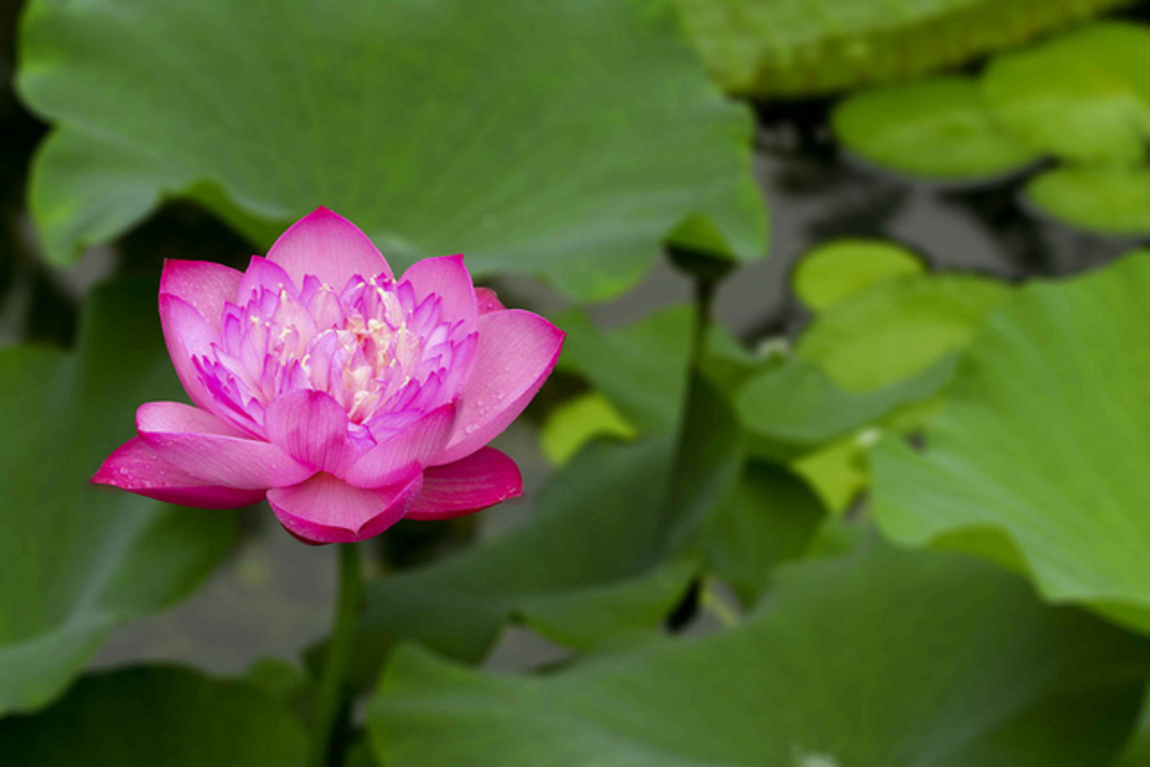 Lotus-10 | Flickr - Photo Sharing!