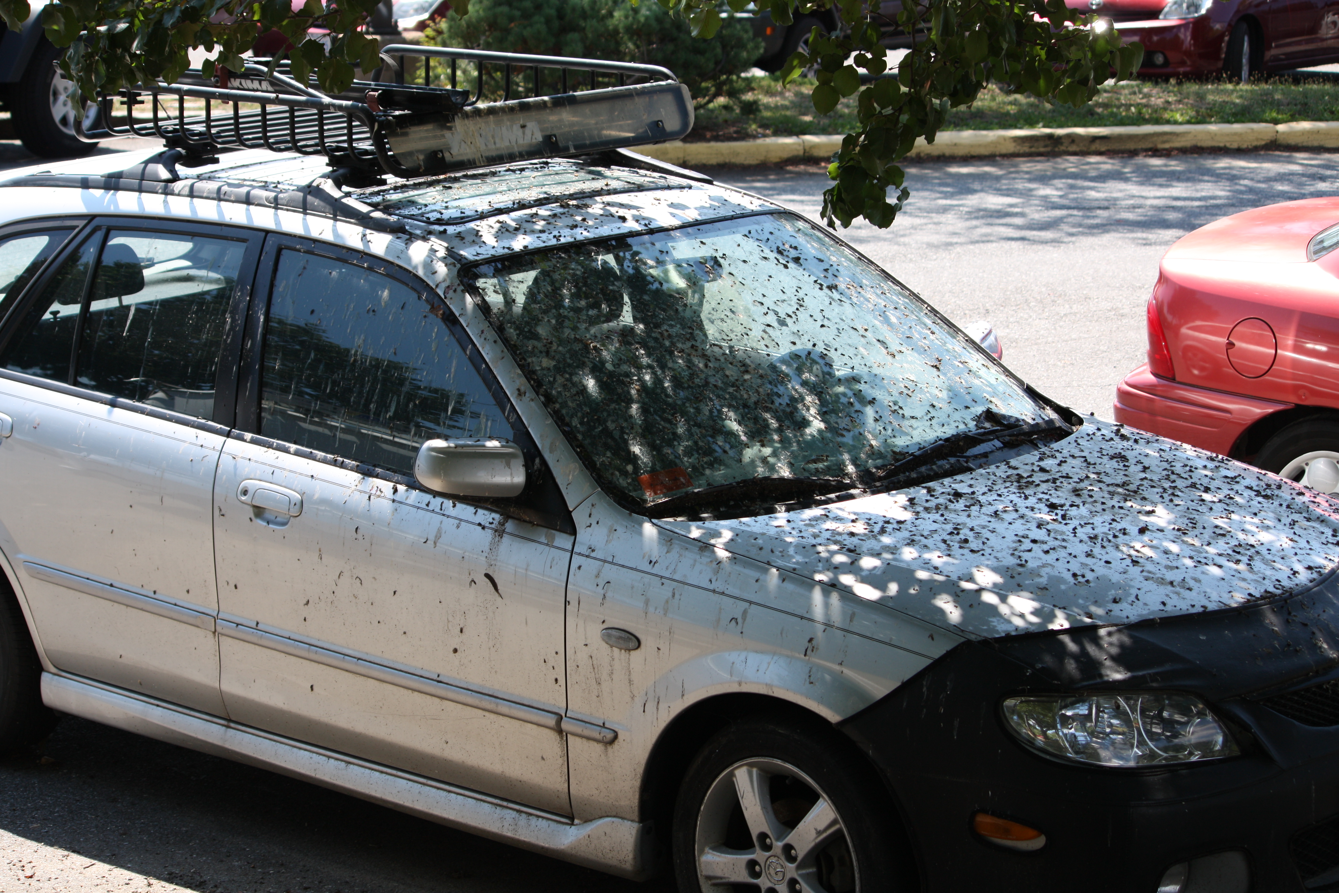 Unfortunate Mazda Protege | Flickr - Photo Sharing!