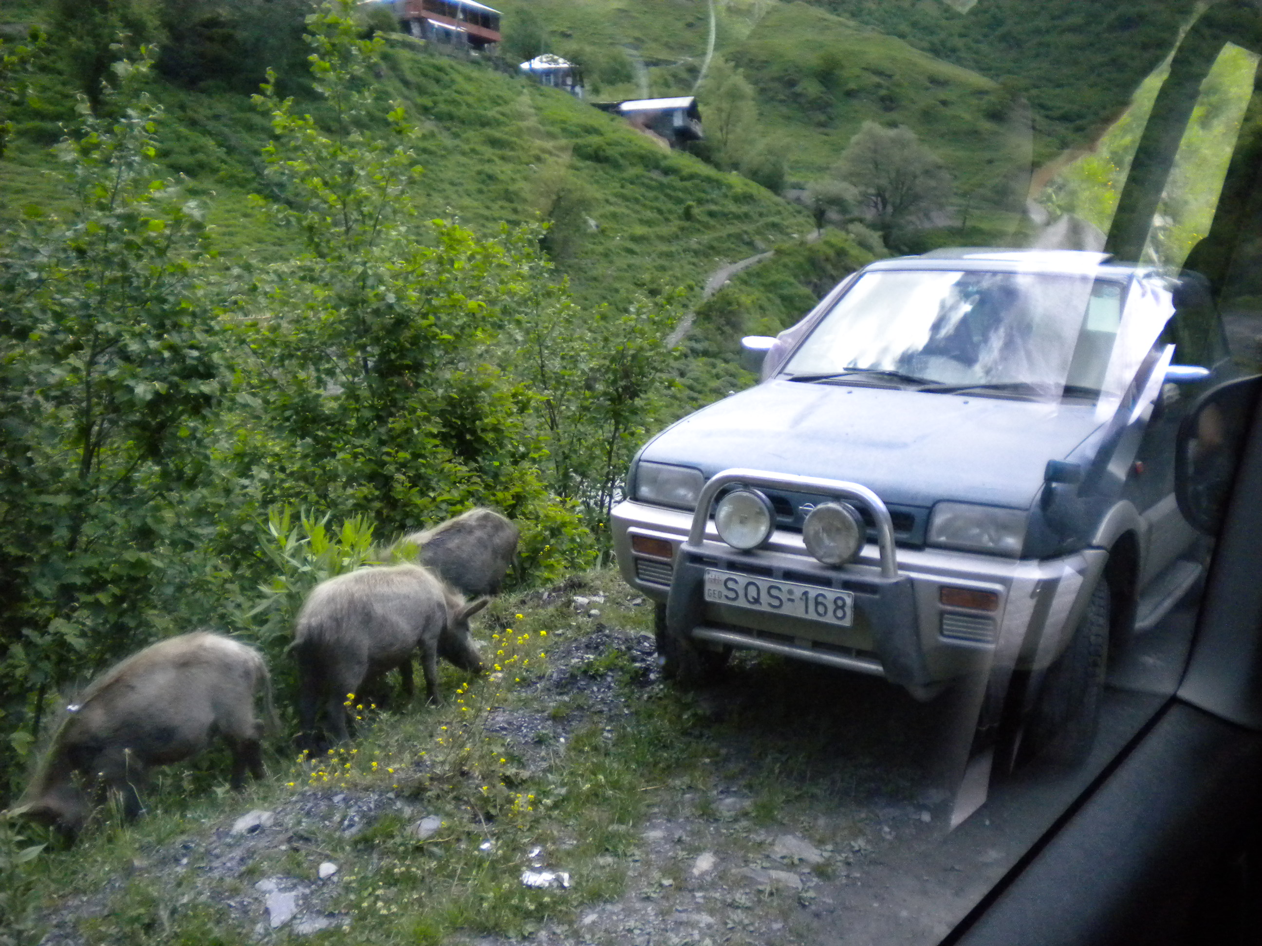 Pig traffic and a right hand drive Japanese Nissan Mistral ...