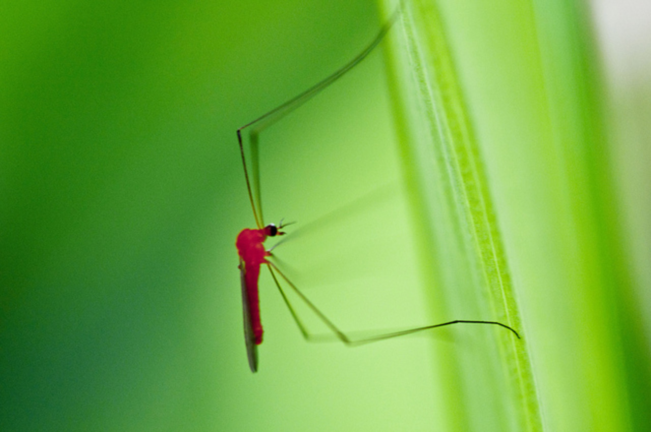 Unknown crane fly like insect | Flickr - Photo Sharing!