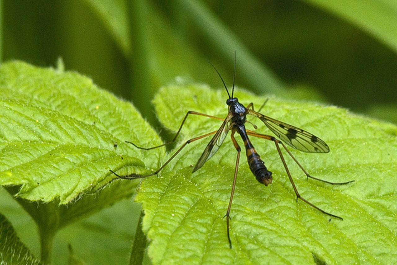 Unknown Crane fly | Flickr - Photo Sharing!