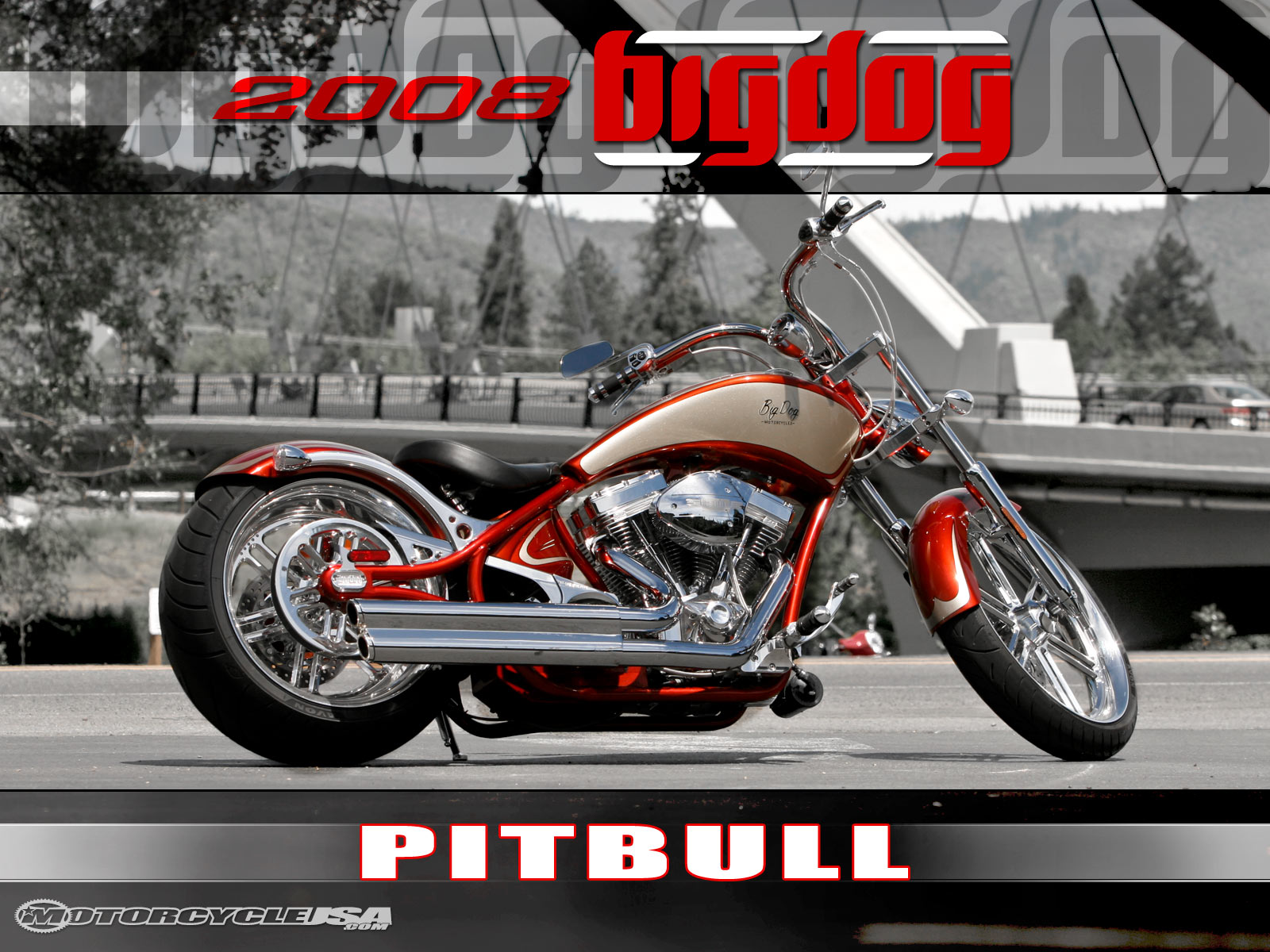 Big dog pitbull