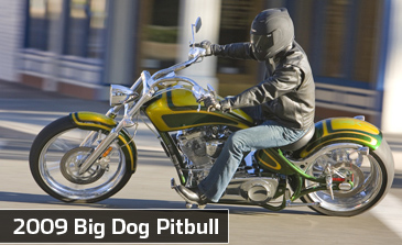 Big dog pitbull