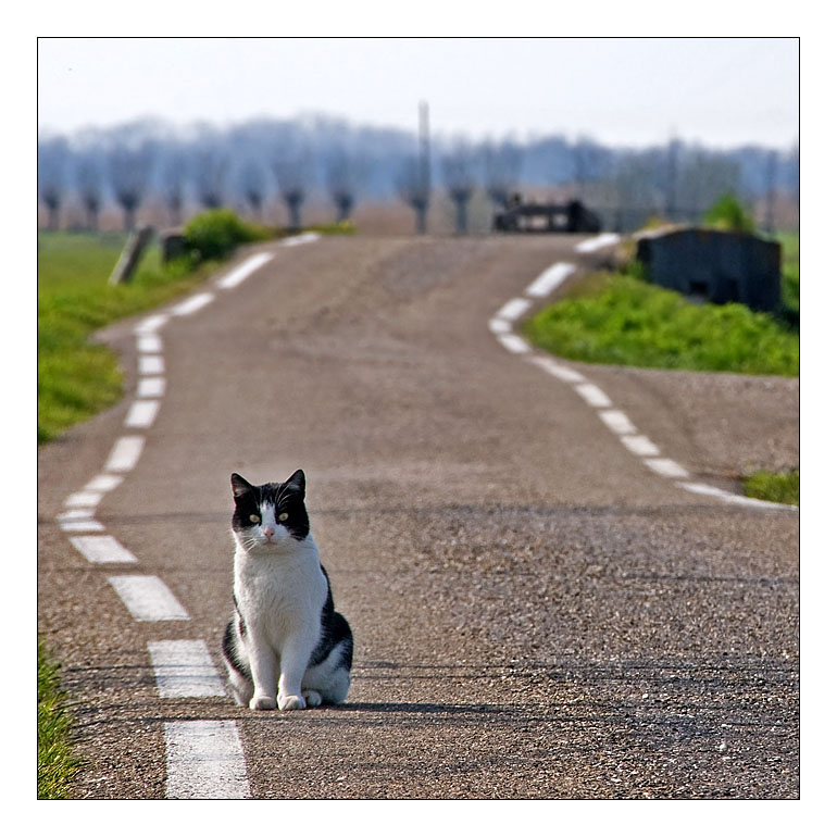 Road Cat. 